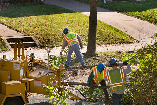 Tree and Shrub Care in Schiller Park, IL